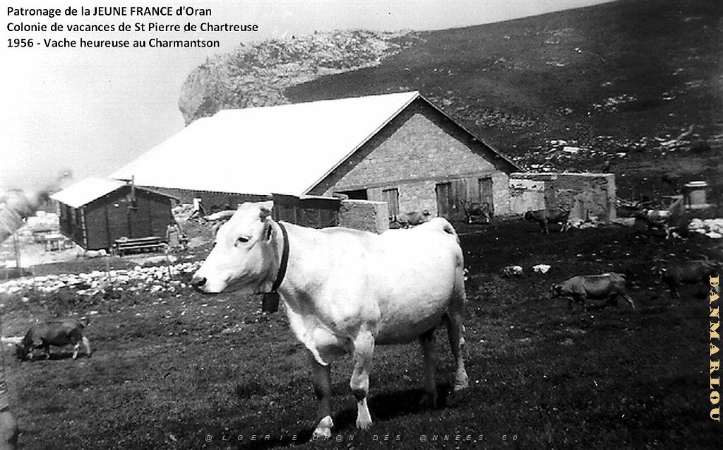 COLO JEUNE FRANCE 1956 vache heureuse au Charmantsom.jpg